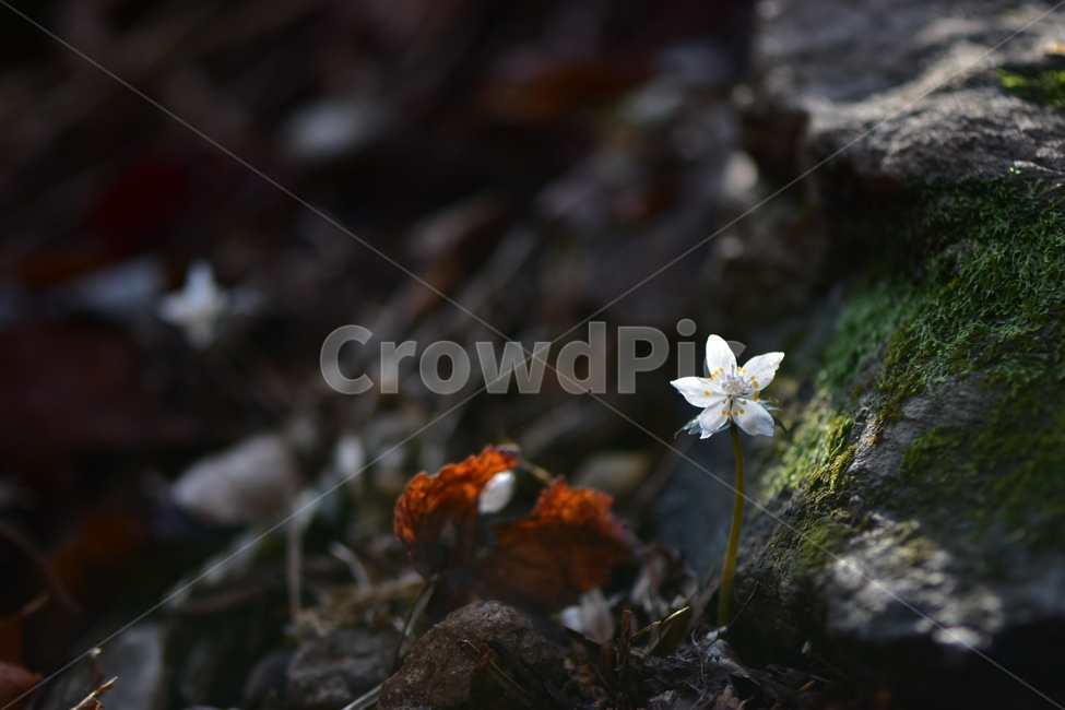 너도바람꽃,야생화,봄,꽃,풀꽃,자연,식물,식생,감성,힐링,plants,nature,spring,season,flower,emotion,feeling,흰색,초본,너도바람꽃속