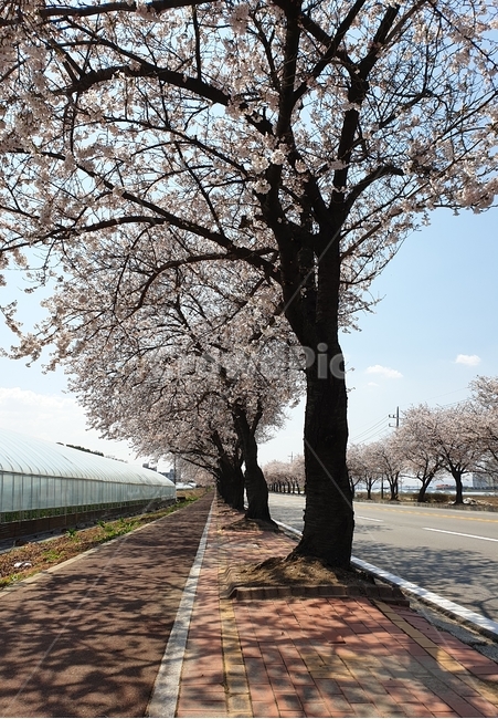 벚꽃,가로수,벚나무가로수,자전거도로,벚꽃만개