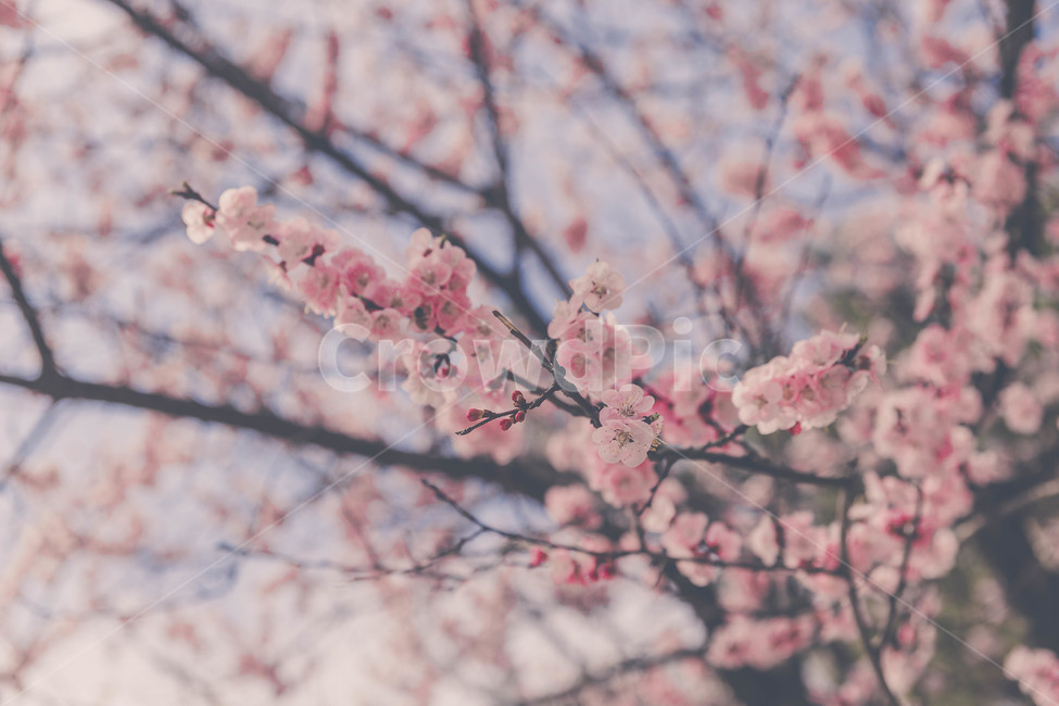 벚꽃,봄,꽃,blossom,cheeryblossom,꽃잎,flower,봄,계절,spring,season,식물,자연,plants,nature,꽃,flower,plant