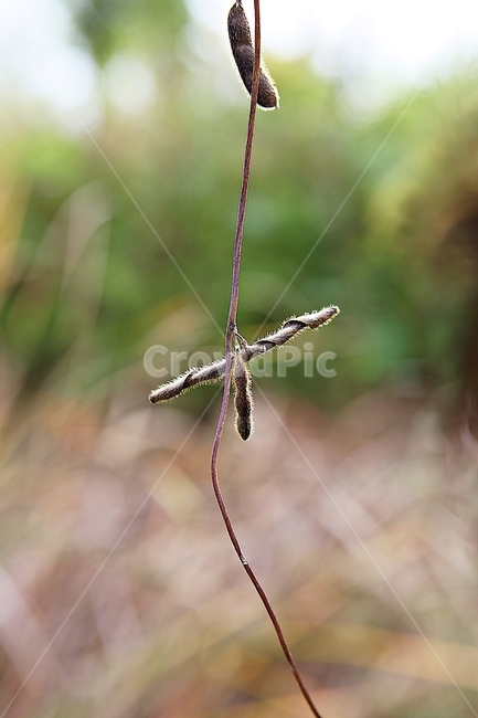 식물,잡초,열매,울타리,철망,자연,가을,추수,수확,식물,자연,plants,nature