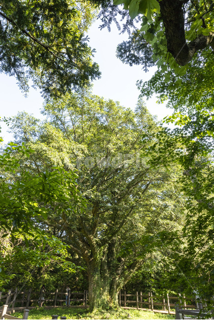 나무,나뭇잎,초록,사진,배경,백그라운드,자연,고목,식물,자연,plants,nature,나무,trees,wood,휴식,힐링,rest,relaxation,healing