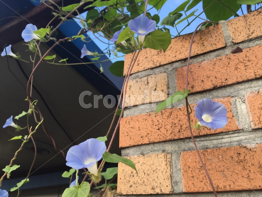 나팔꽃,보라색꽃,벽돌,넝쿨,자연,식물,자연,plants,nature,꽃,flower