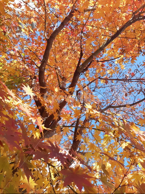 단풍,maple,leaf,가을풍경,단풍나무,가을,계절,fall,autumn,season,식물,자연,plants,nature,나무,trees,wood
