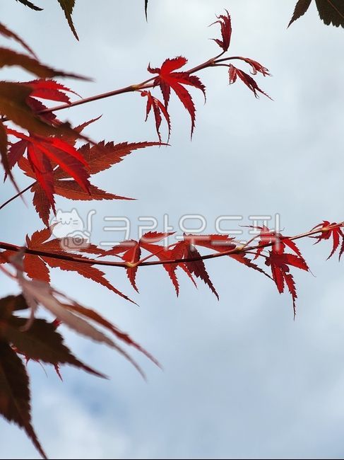 sky,Maple tree,tree,red tree leaves,peacock maple
