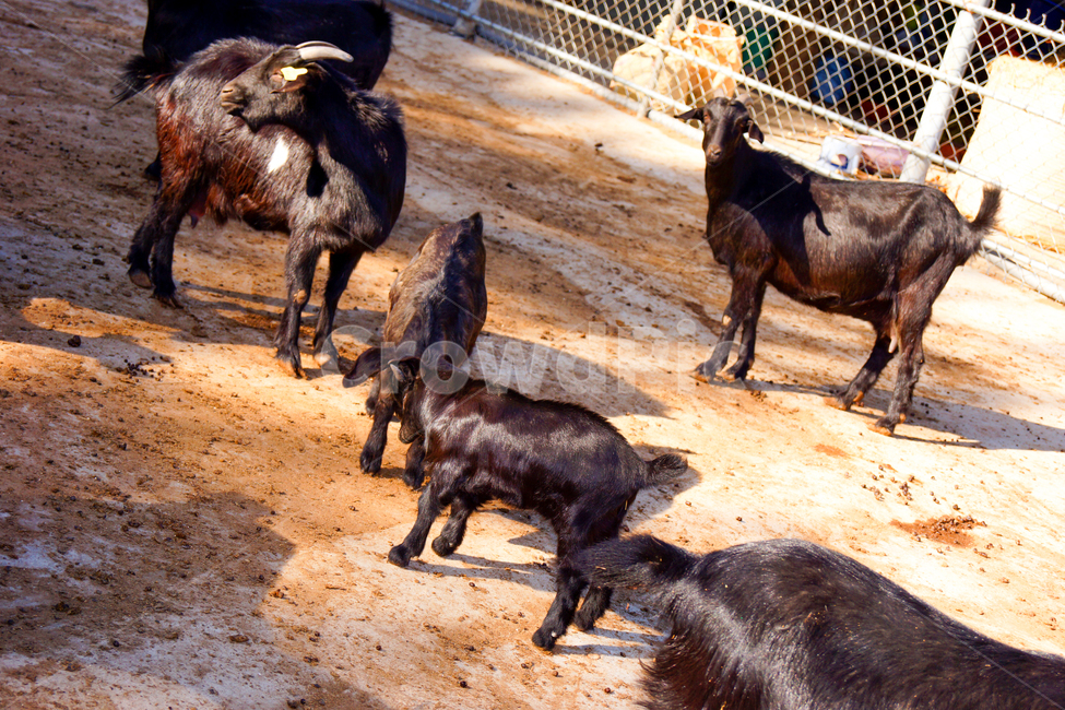 동물,자연,흑염소,염소,소,동물가족,동물때,검정색,동물,animal,포유류,mammal