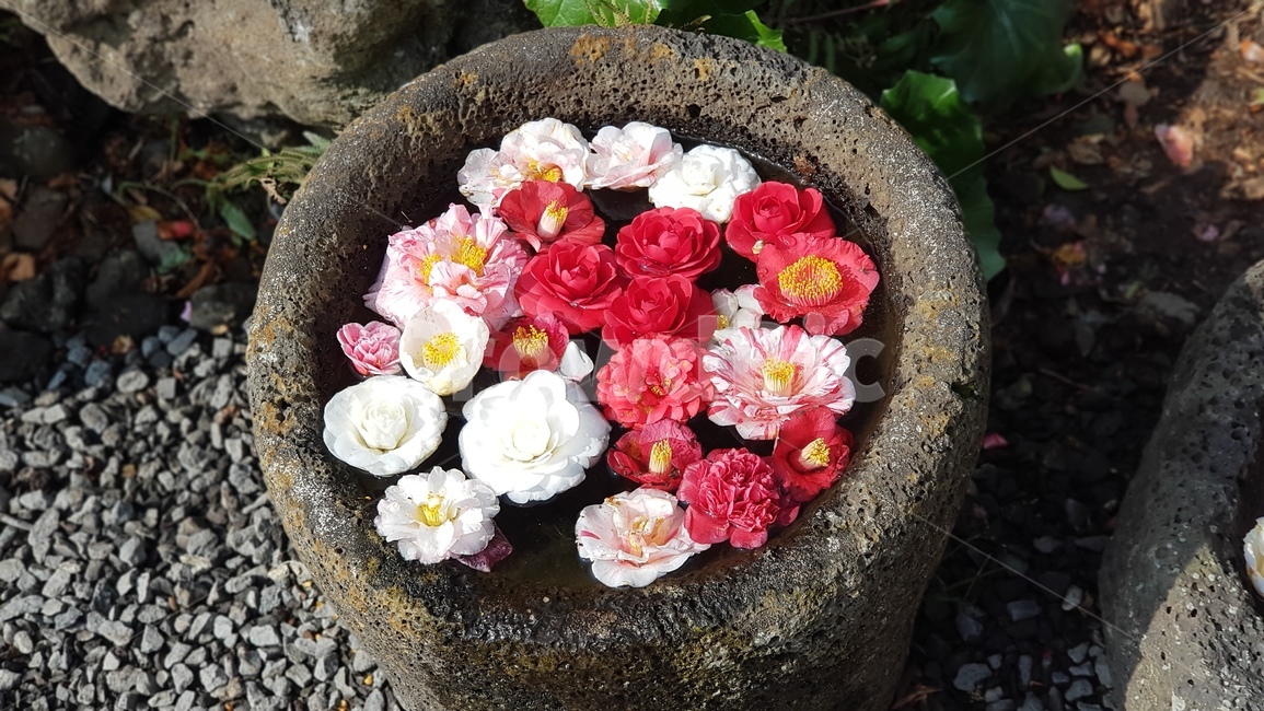 동백,동백꽃,꽃,카멜리아,식물,꽃,flower