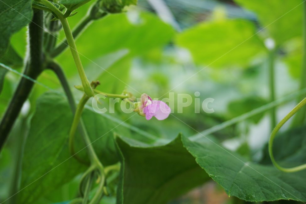 콩,여름,콩꽃,보라색,자연,초록,nature,summer,purple,violet,bean,soy,green,flower,bloom