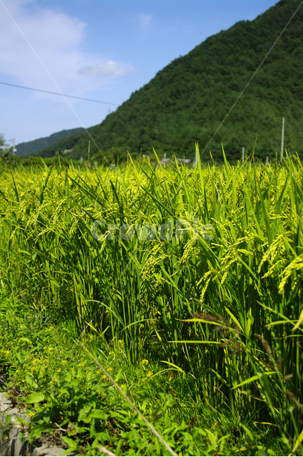벼,논,식물,plant,초록,자연,풍경,nature,landscape,식물,plants,산업,industry,industrial,농업,농사,agriculture,farming,farming industry,grassland,목초지,outdoors,옥외,field,들