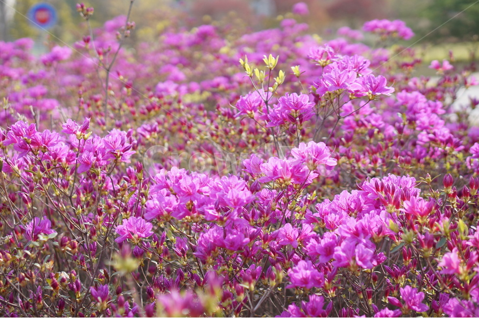 영산홍,길가,붉음,봄,빛,나무,봄,계절,spring,season,식물,자연,plants,nature,꽃,flower,blossom,geranium,제라늄,plant