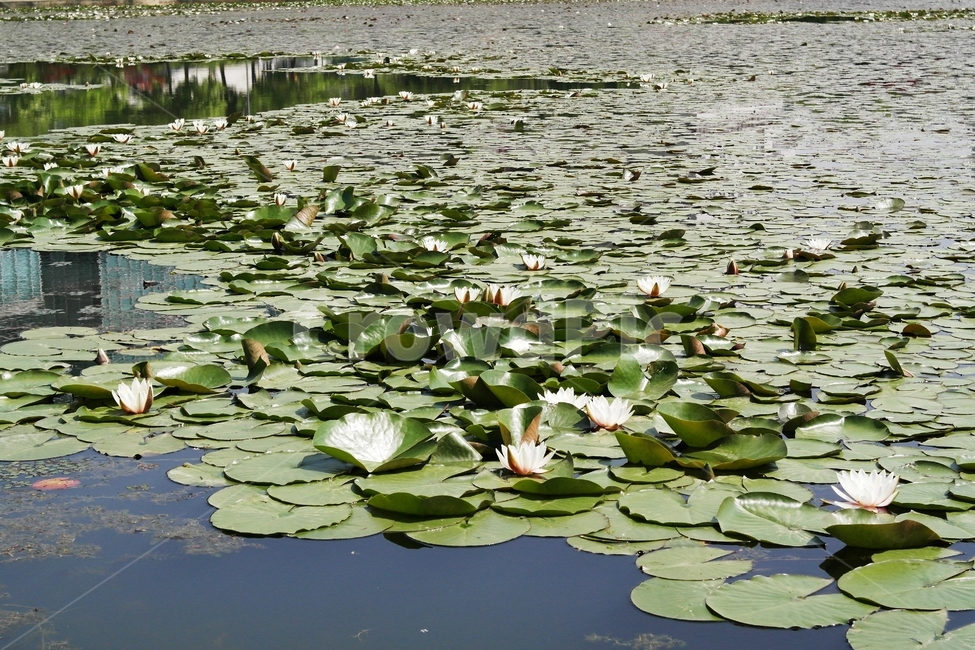 연꽃,연잎,연못,용지,꽃,자연,풍경,nature,landscape,plant,식물,blossom,flower