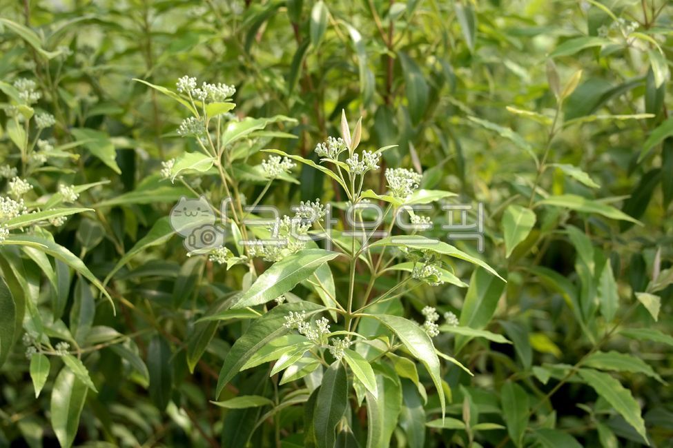 Lemon myrtle,lemon myrtle leaves,farm,agricultural,food,green,tree,spices,lemon scent,bava,fragrant,tree,leaf,plant,green,lemonmyrtleleaves,farm,agricultural,food,green,tree