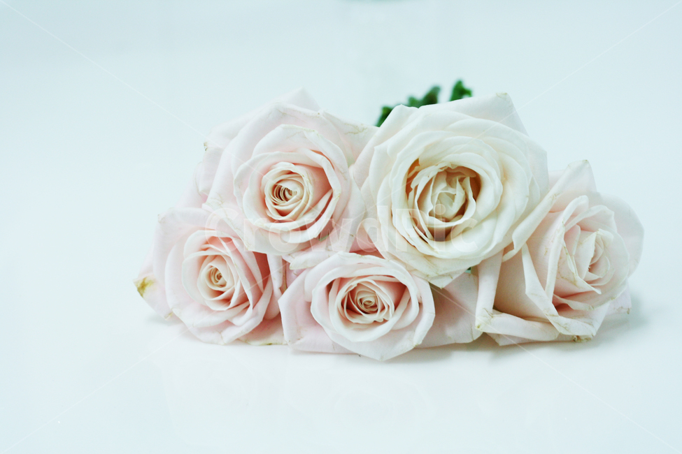 꽃,rose,장미,flower,부르트,분홍장미
