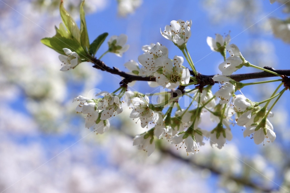 봄,꽃,봄꽃,벚꽃,꽃나무,벚나무,나무,식물,spring,flower,springflower,cherryblossom,blossom,tree,flowertree,plant