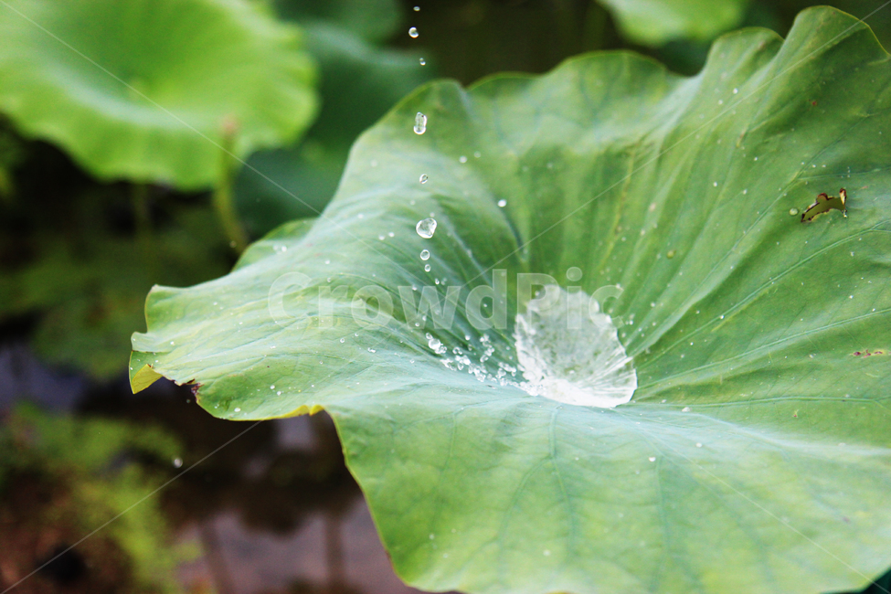 방죽,연꽃,물,자연,연꽃잎,식물,자연,plants,nature