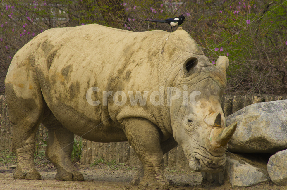 코뿔소,동물,동물원,까치,zoo,rhino,animal,magpie,bird,동물,animal,포유류,mammal