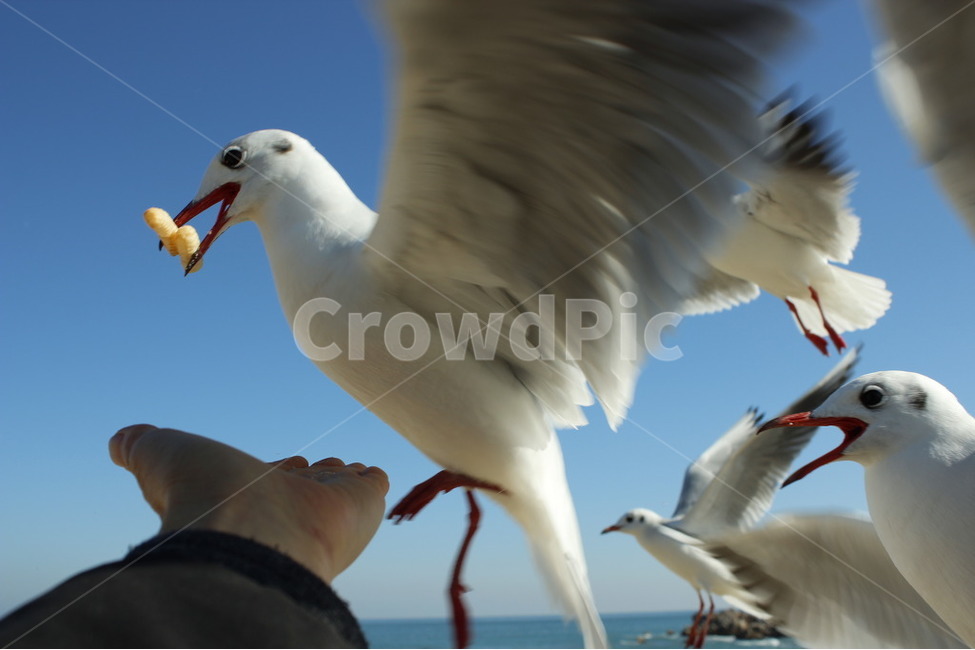 갈매기,바다,해변,군무,먹이주기,동물,animal,조류,새,birds