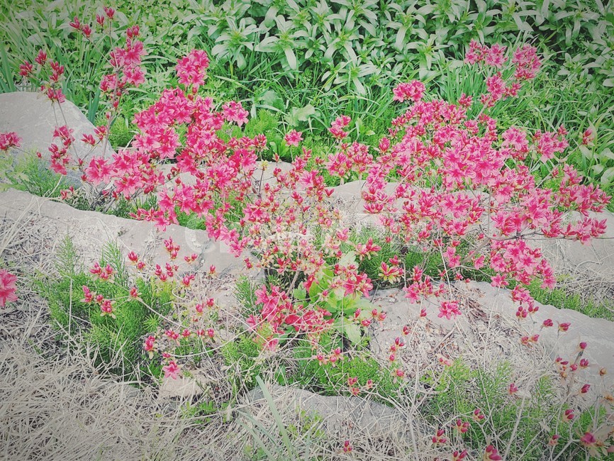 꽃,공원,풀,자연,분홍,분홍꽃,들꽃,낮,풍경,식물,자연,plants,nature,꽃,flower