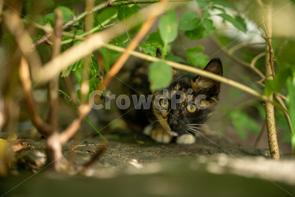 고양이,길고양이,삼색이,숲,아기,귀여운,cat,동물,동물,animal,포유류,mammal,고양이,cat,kitten,kitty