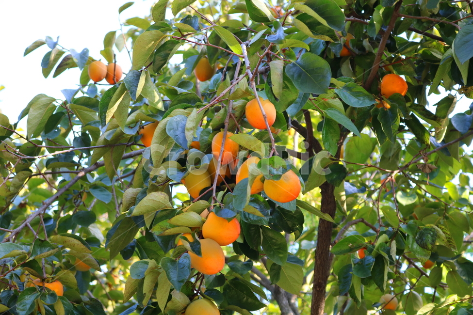 감,감나무,나무,과일,열매,식물,가을,자연,과수원,농사,익은감,과일,열매,fruit