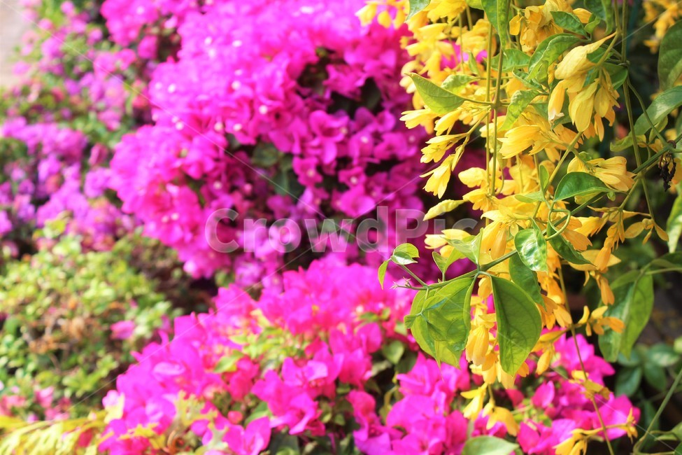 geranium,제라늄,blossom,flower,plant,식물,열대