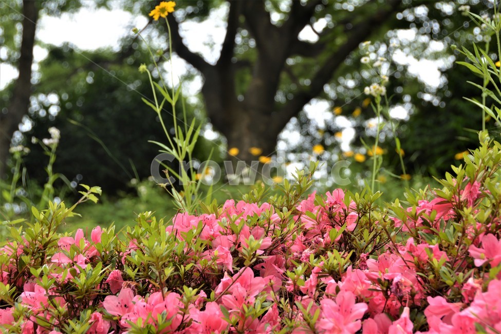 진달래꽃,꽃밭,봄,언덕,풍경,식물,자연,plants,nature,꽃,flower