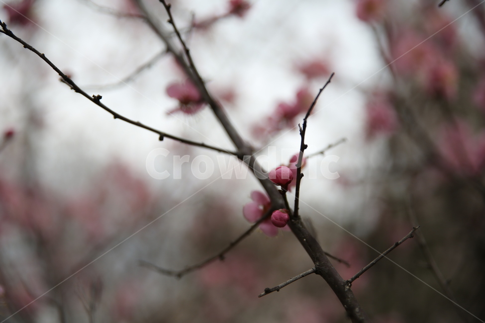 봄,매화,분홍,아름다움,꽃봉오리,봄,계절,spring,season,식물,자연,plants,nature,꽃,flower,plant