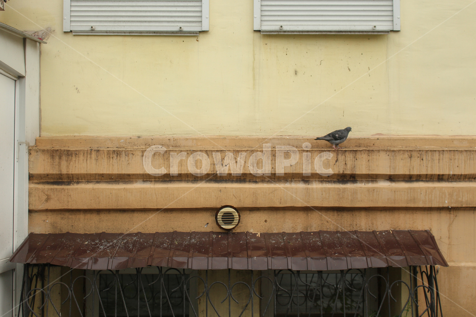 가정장식,창문,철창살,창살,커튼,셔터,homedecor,window,curtain,shutter,animal,bird,동물,새