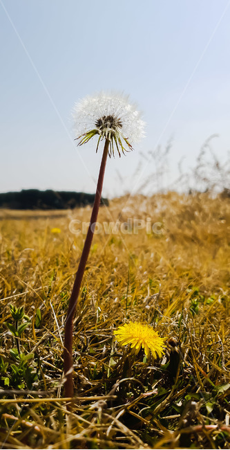 민들레,꽃,들꽃,봄,식물,접사,봄,계절,spring,season,식물,자연,plants,nature,꽃,flower,plant,blossom,dandelion
