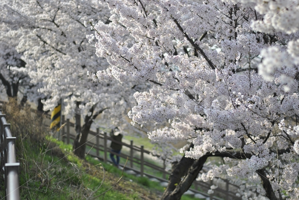 풍경,꽃,봄,흰색,자연,나무,Flower,white,tree,nature,spring,식물,plant,벚꽃,봄,계절,spring,season,식물,자연,plants,nature,꽃,flower,blossom,cherry blossom