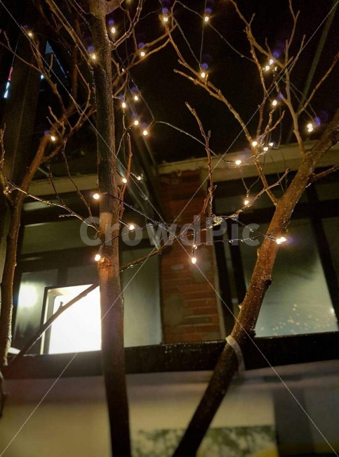 불빛,야곁,감성,나무,인테리어,전구,야경,밤,풍경,nightscape,night,landscape,식물,자연,plants,nature,housing,주택,building,건물