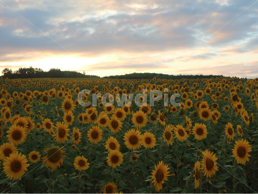 꽃,해바라기,노을,자연,하늘,식물,자연,plants,nature,꽃,flower