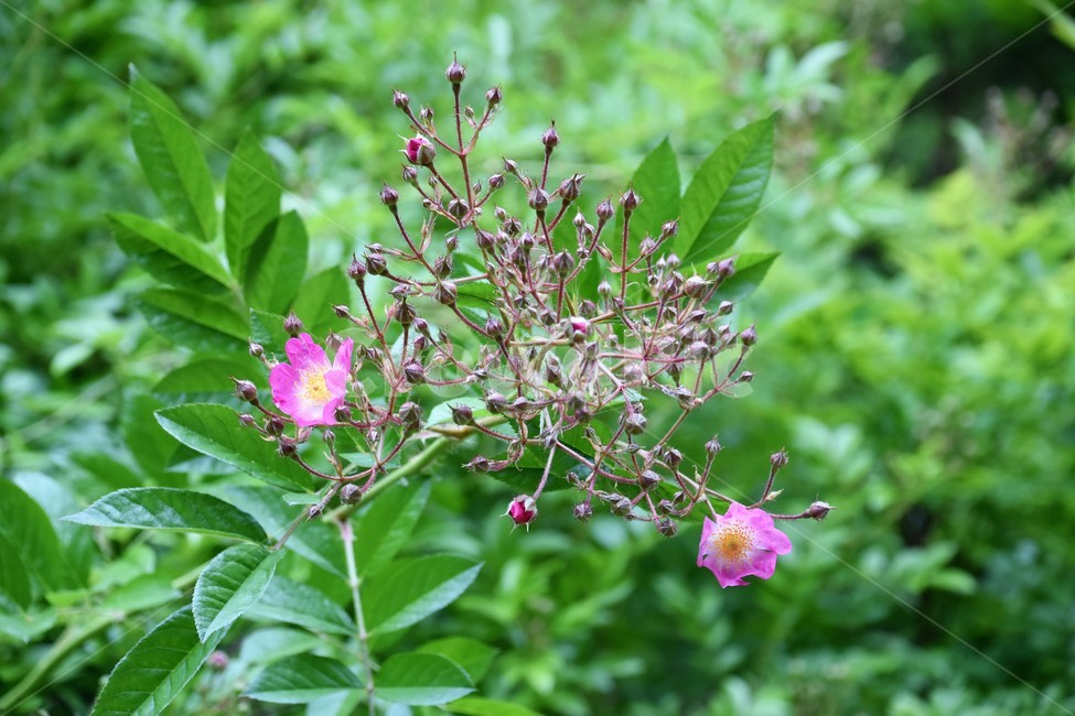 식물,자연,숲,꽃,꽃가지,식물,자연,plants,nature,꽃,flower