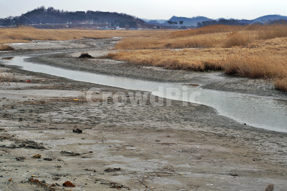 우음도,시화호,시화방조제,화성시,갈대밭,초원,간척지,갯벌,갯골,자연,풍경,nature,landscape
