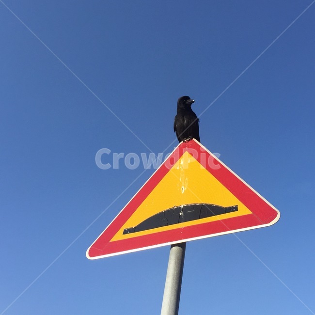 동물,새,표지판,선명한,까마귀,정적인,언덕,도로표지판,기호,주의,안내,crow,sign,notice,sky,hill,triangle,bird,동물,animal,조류,새,birds,교통,교통수단,traffic,transportation
