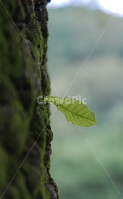 우담바라,나무,나뭇잎,솔로,잎사귀