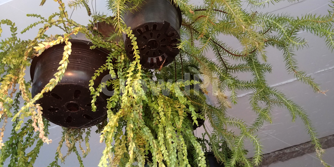 식물,행잉플랜트,plant,천장,카페