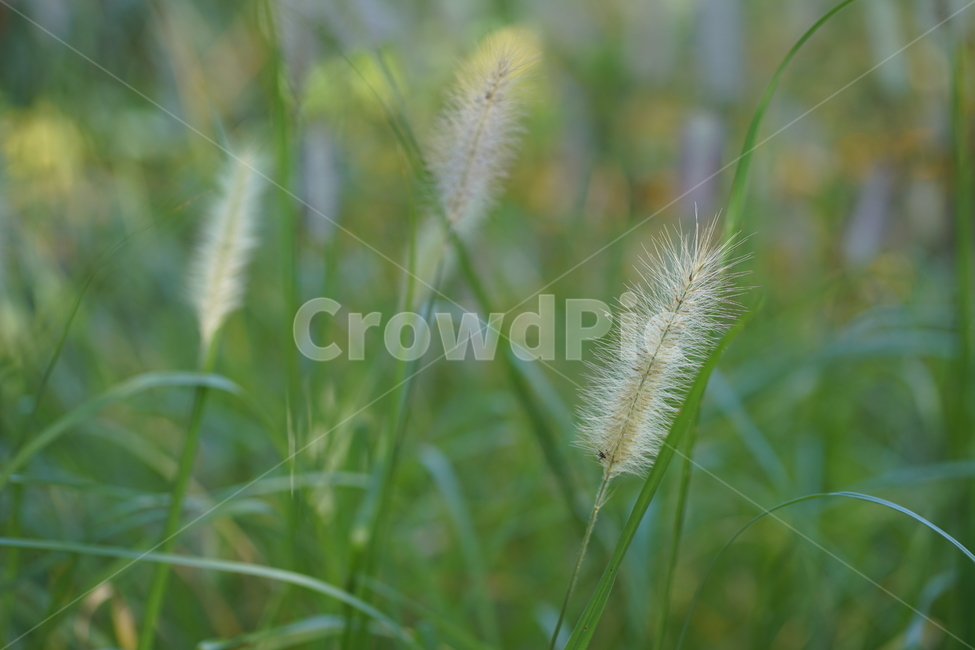 여름,버들강아지,서울숲,자연,숲,초록,풀,식물,자연,plants,nature