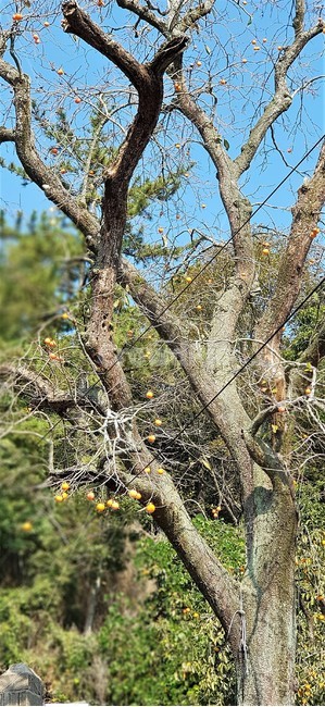 가을,자연,나무,하늘,풍경,감성,trees,green,sky,nature,fall,autumn,시골풍경,한국자연풍경,식물,감,감나무,가을,계절,fall,autumn,season,식물,자연,plants,nature,나무,trees,wood,tree,plant,tree trunk,나무 줄기