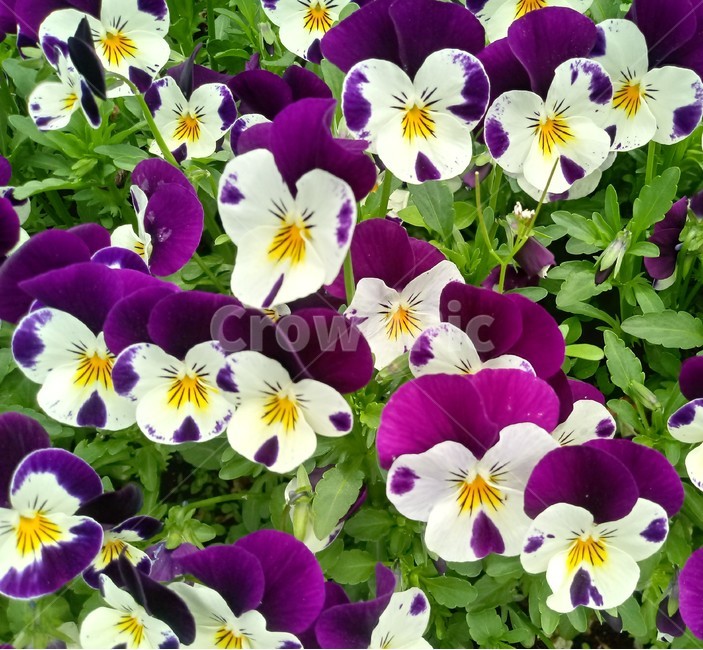 팬지,pansy,제비꽃과,한해살이풀,식물,관상용