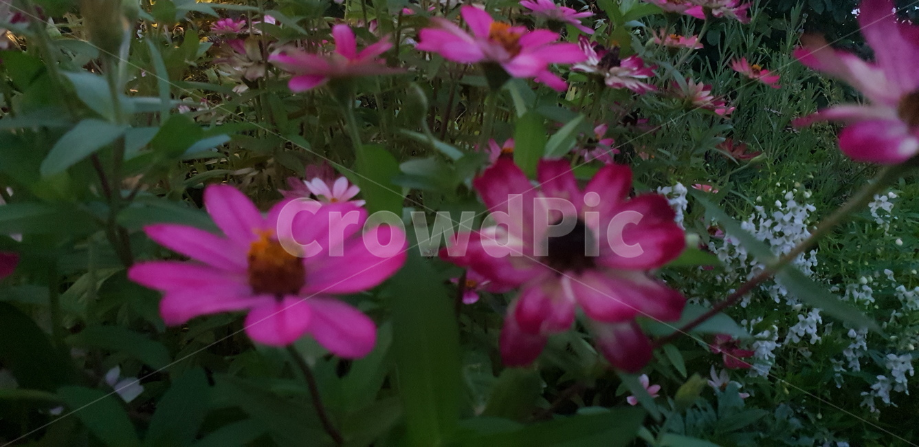 plant,식물,blossom,flower,꽃,geranium,제라늄