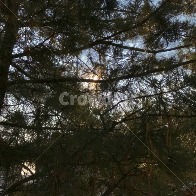 tree,나무,소나무,자연,싱그러움,아침