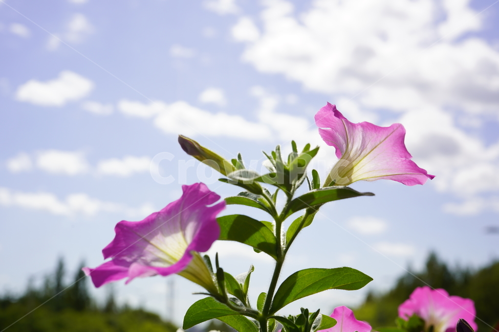 나팔꽃,꽃,식물,하늘,구름,flower,plants,식물,자연,plants,nature,꽃,flower