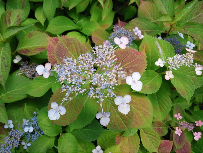 가을,꽃,산,아름다운,보라색,흰색,식물,자연,plants,nature,꽃,flower