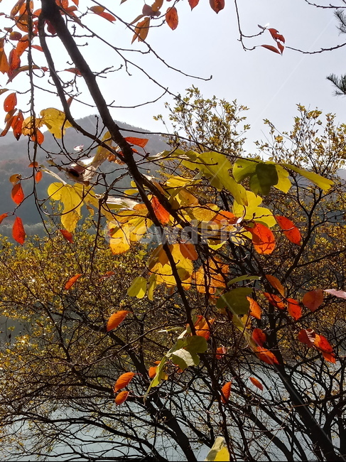 낙엽,단풍,落葉,leaves,나뭇잎,단풍나무,식물,maple,낙엽활엽관목,잎,계절,가을,자연,풍경,outdoors,옥외,fallautumnseason,naturelandscape,풍경사진,산,강,호수,물,저수지,가을,계절,fall,autumn,season,plant,leaf,tree,나무