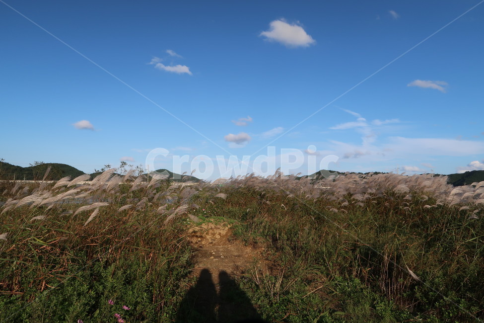 가을,갈대,fall,reed,하늘,sky,풍경,계절,가을,계절,fall,autumn,season,자연,풍경,nature,landscape,ground,바닥,outdoors,옥외