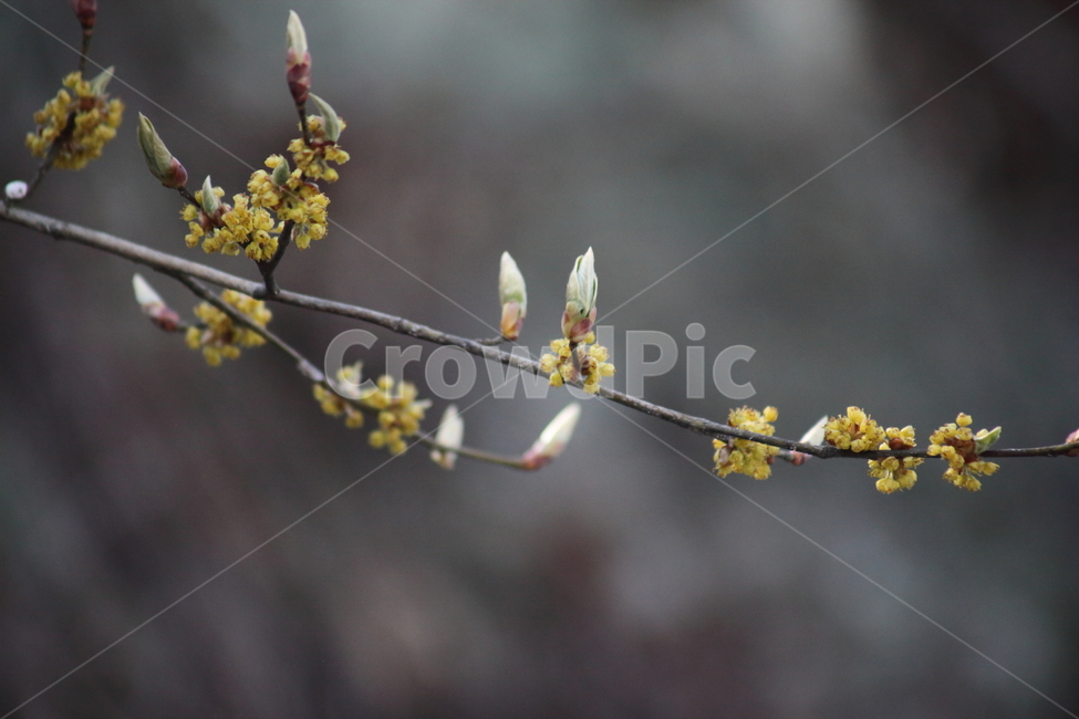 꽃,생강나무,식물,봄,japanesespicebush,봄,계절,spring,season,식물,자연,plants,nature,꽃,flower,sprout,새싹,bud,싹,blossom,plant