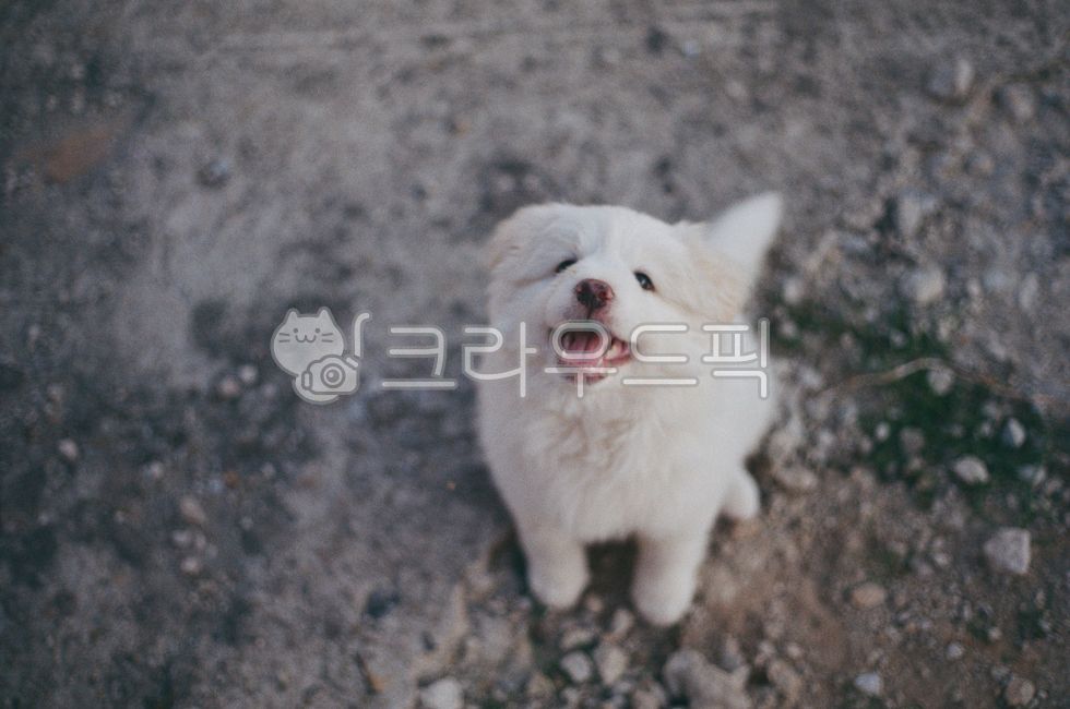 강아지,하얀강아지,웃는강아지,시골강아지,작은강아지,새끼강아지,시골,시골똥개,시골풍경,웃상,웃는표정,행복한강아지