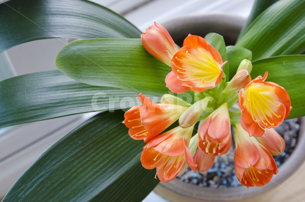 plant,식물,blossom,flower,꽃,kaffirlily,군자란,난,주황색,뷰티풀,아름다움,향기로움,식물,자연,plants,nature,꽃,flower
