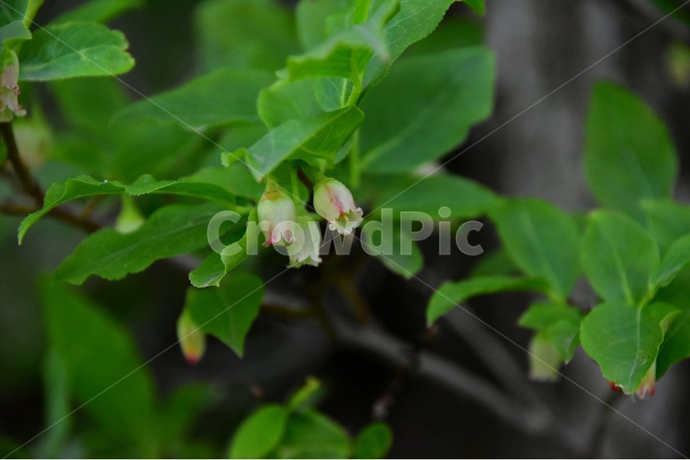 산앵도나무,야생화,꽃,식물,자연,생태,플라워,flower,plants,nature,식물,자연,plants,nature,꽃,flower