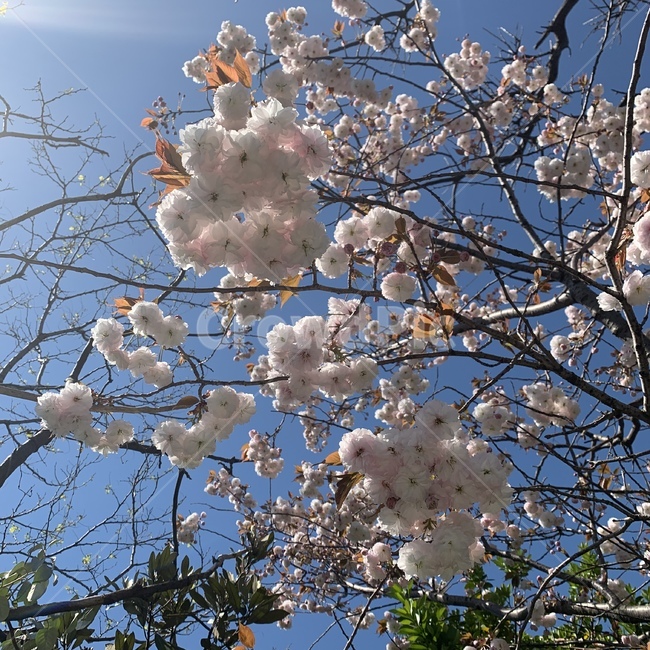 봄,벚꽃,겹벚꽃,봄나무,봄꽃,나무,cherryblossom,벚꽃나무,분홍,연분홍